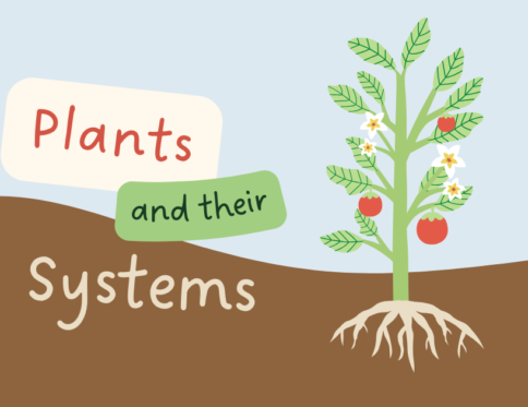 How plants grow.