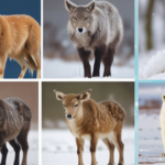 WARM WINTER ANIMALS