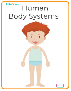 HUMAN BODY SYSTEMS
